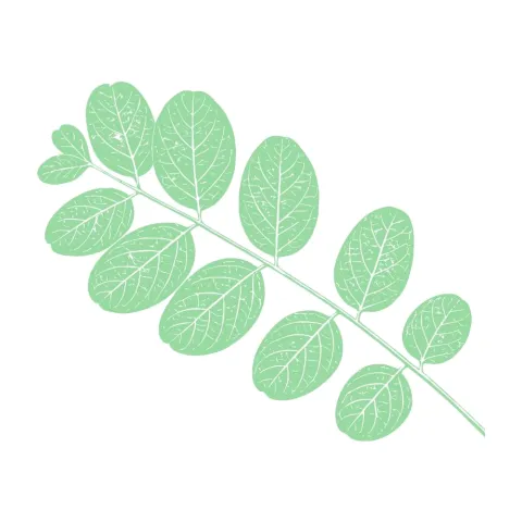 tier-leaf-01