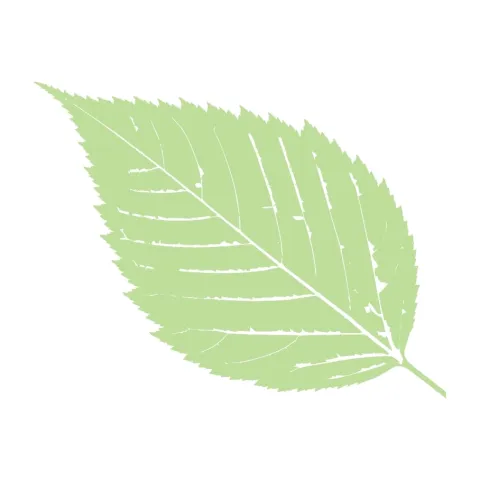tier-leaf-03