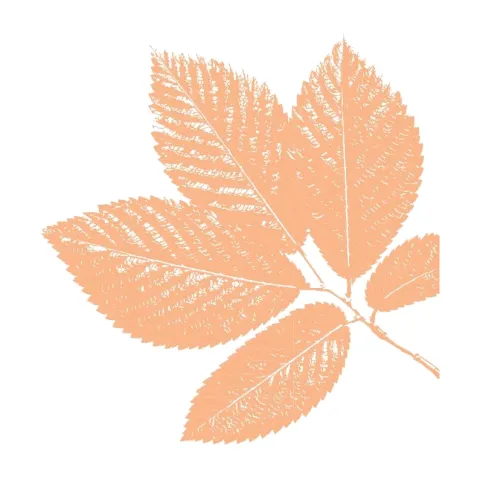 tier-leaf-04
