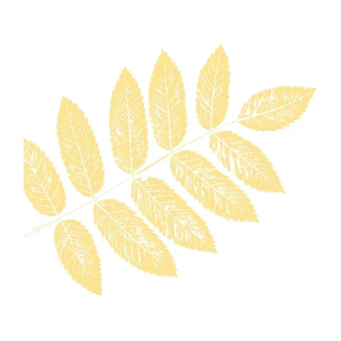 tier-leaf-11